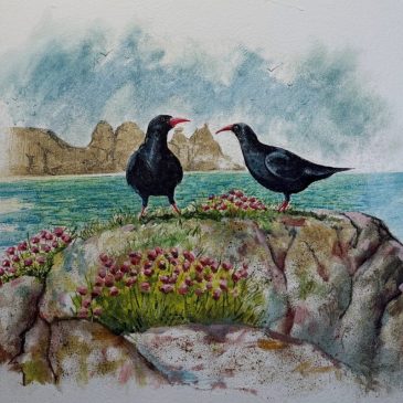 Re-established Choughs